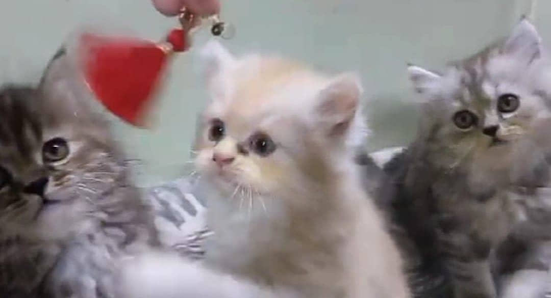 Persian kittens 4