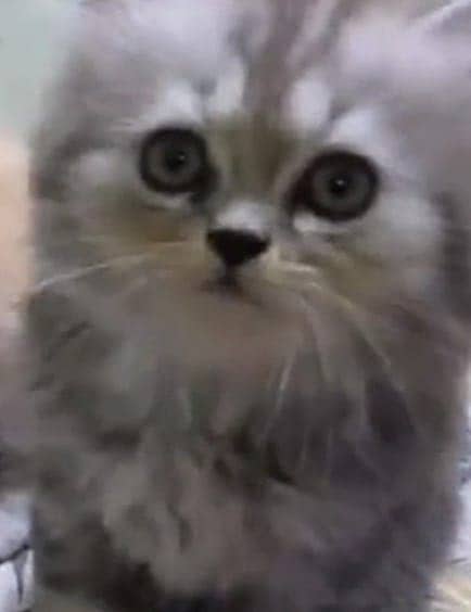 Persian kittens 5