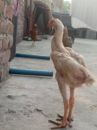 white shamo