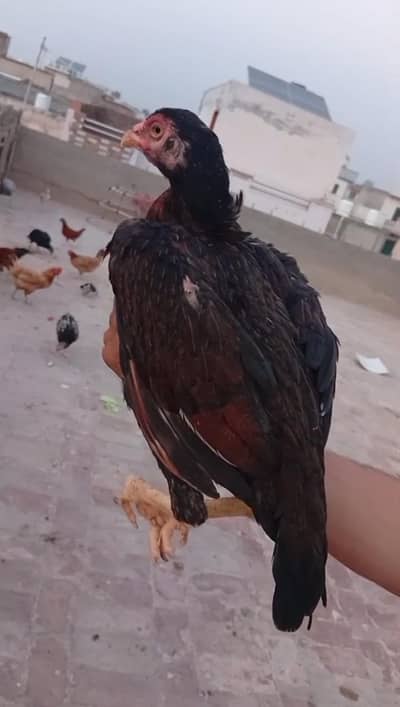 aseel hen for sale