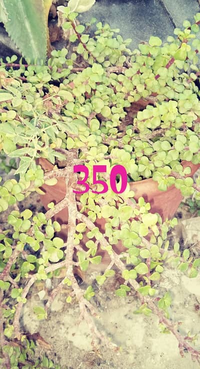plants