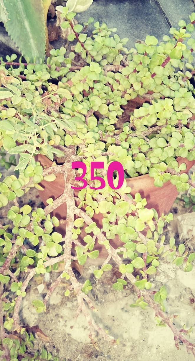 plants 0
