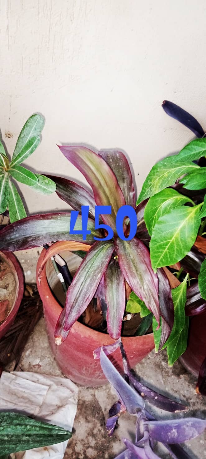 plants 1