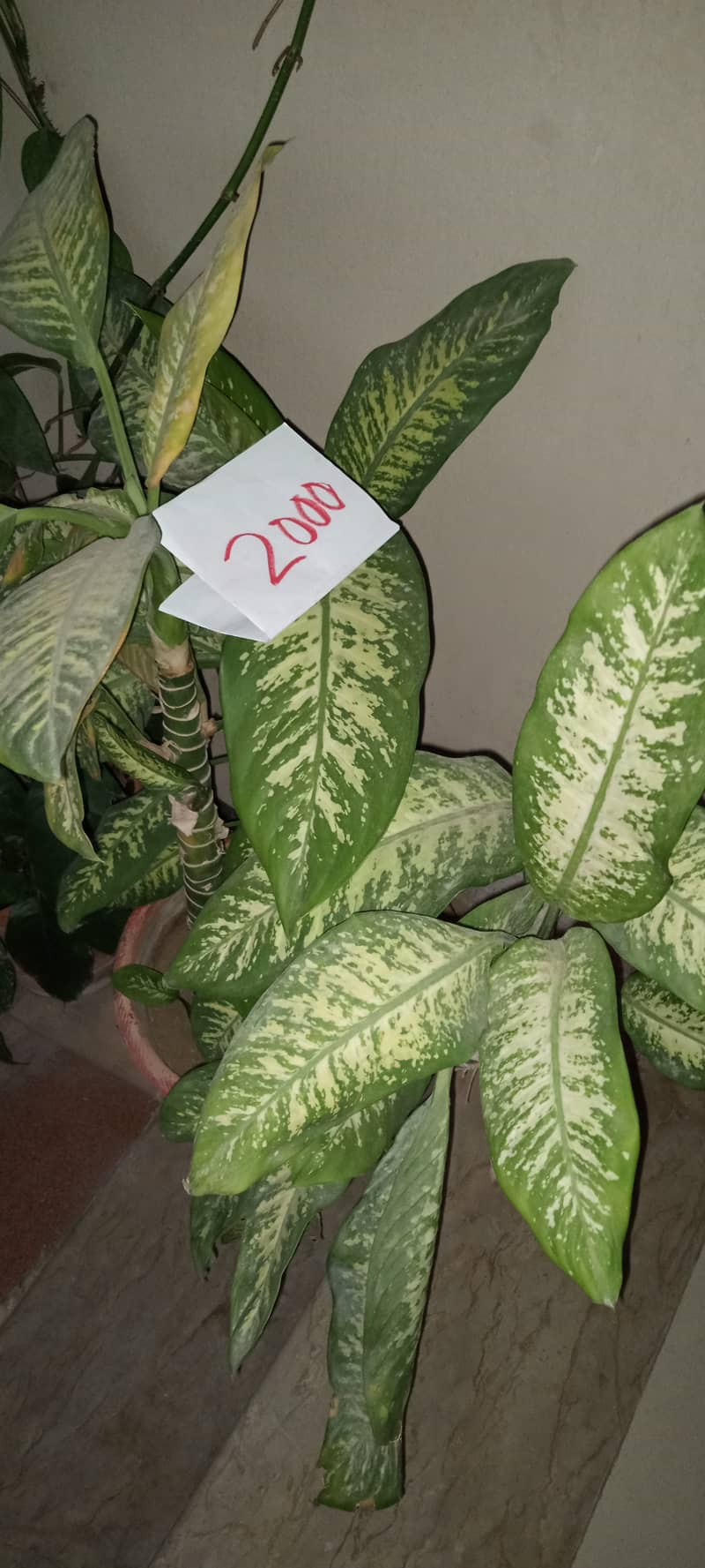 plants 2