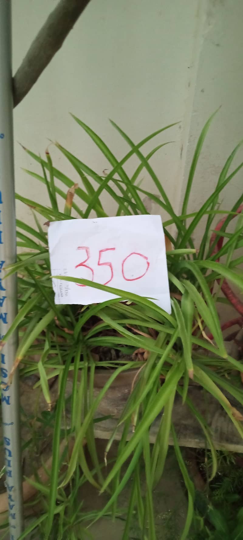 plants 3