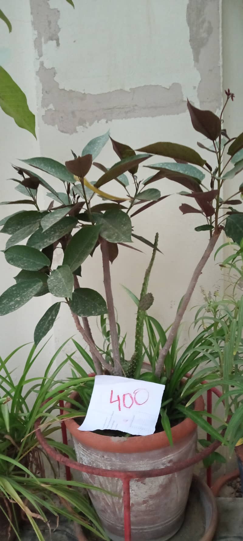 plants 4