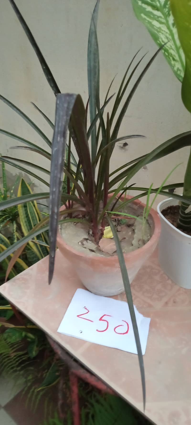 plants 5