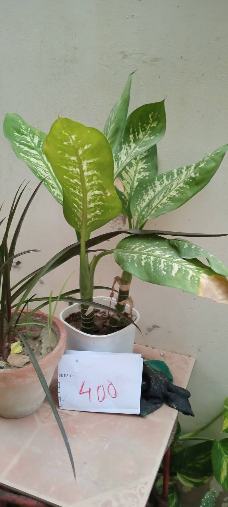 plants 6
