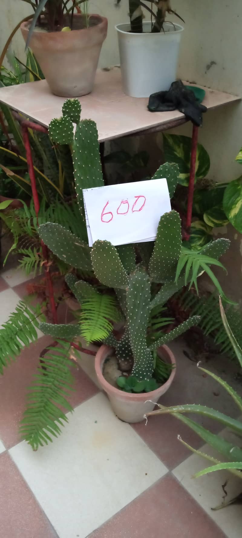 plants 7