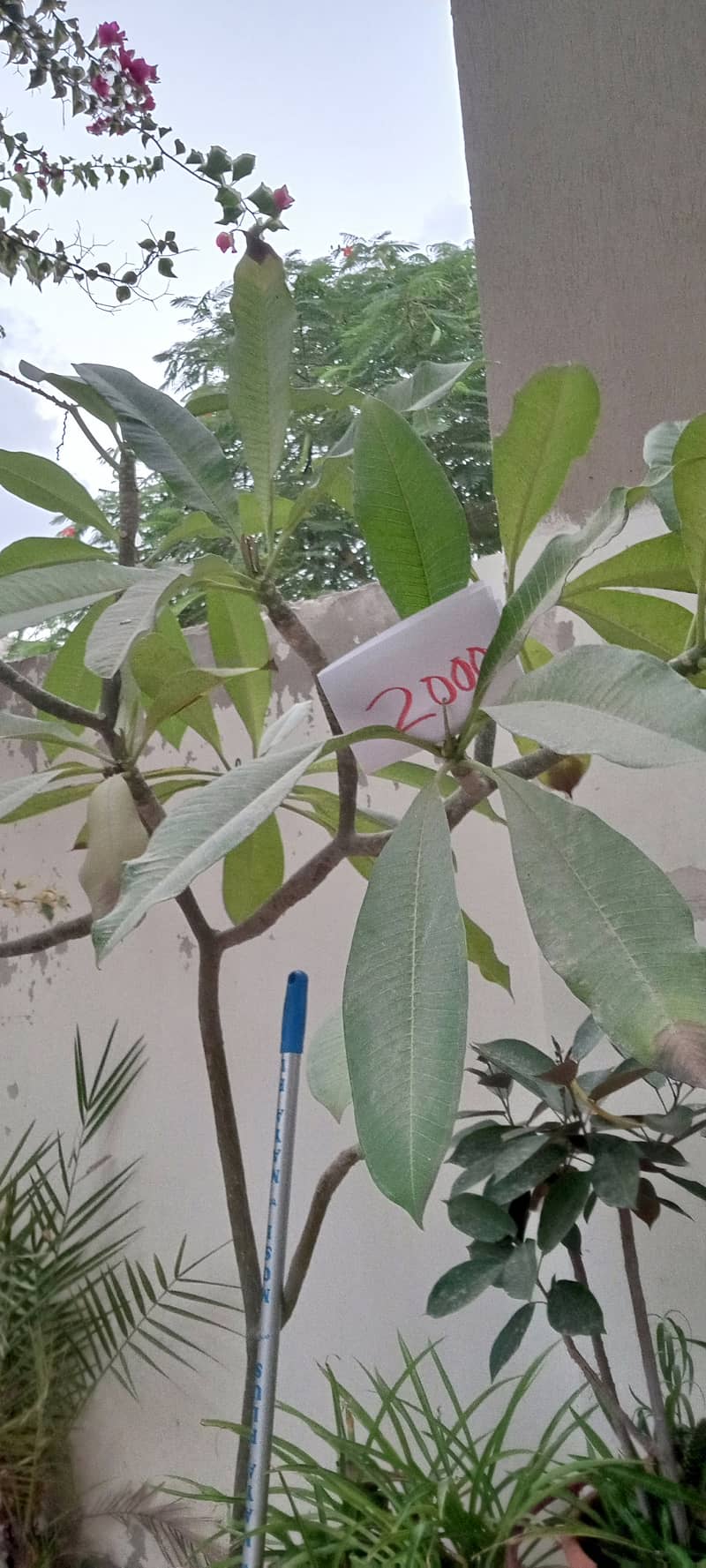 plants 8