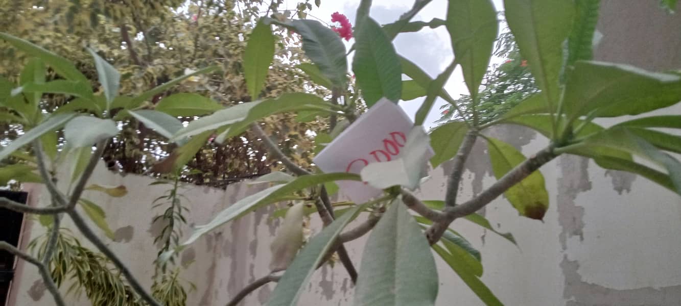 plants 9
