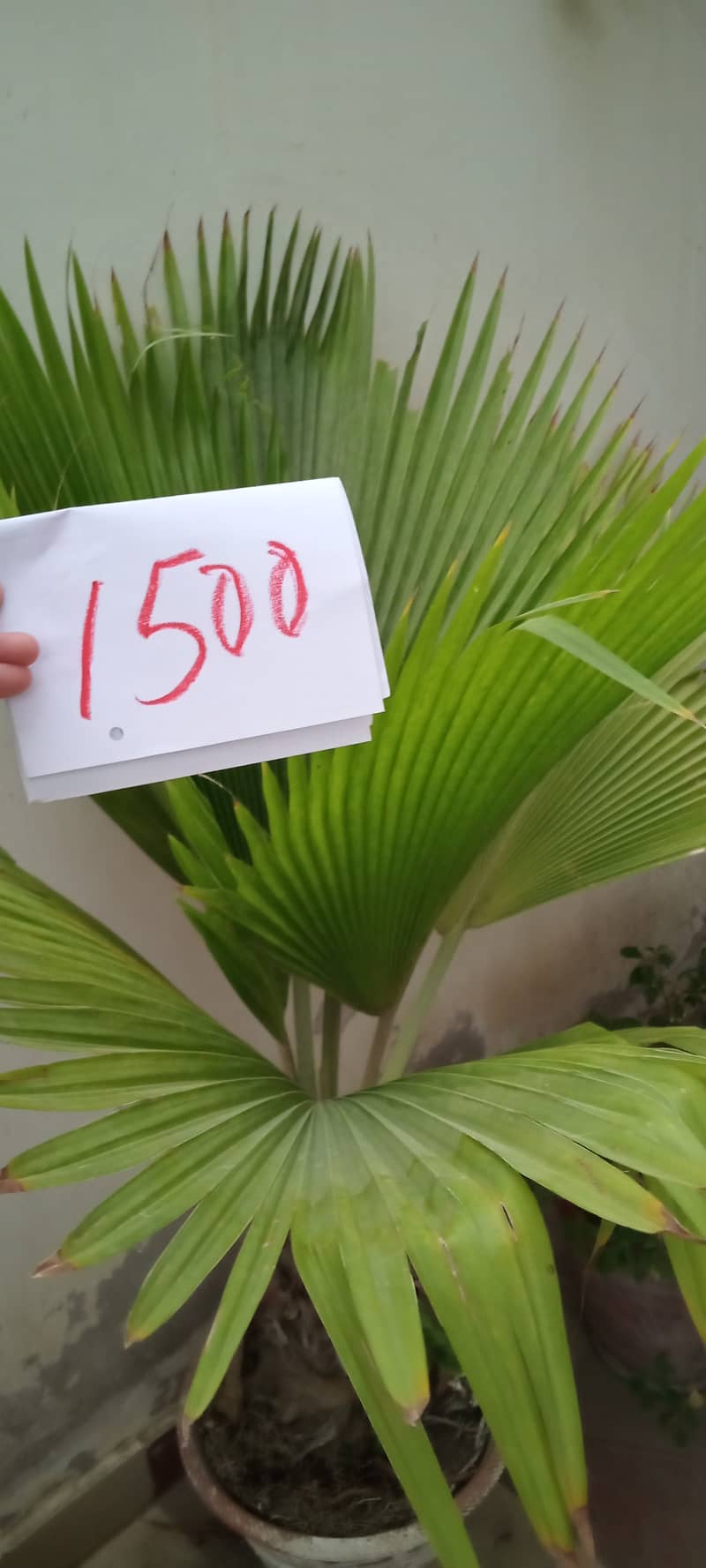 plants 10