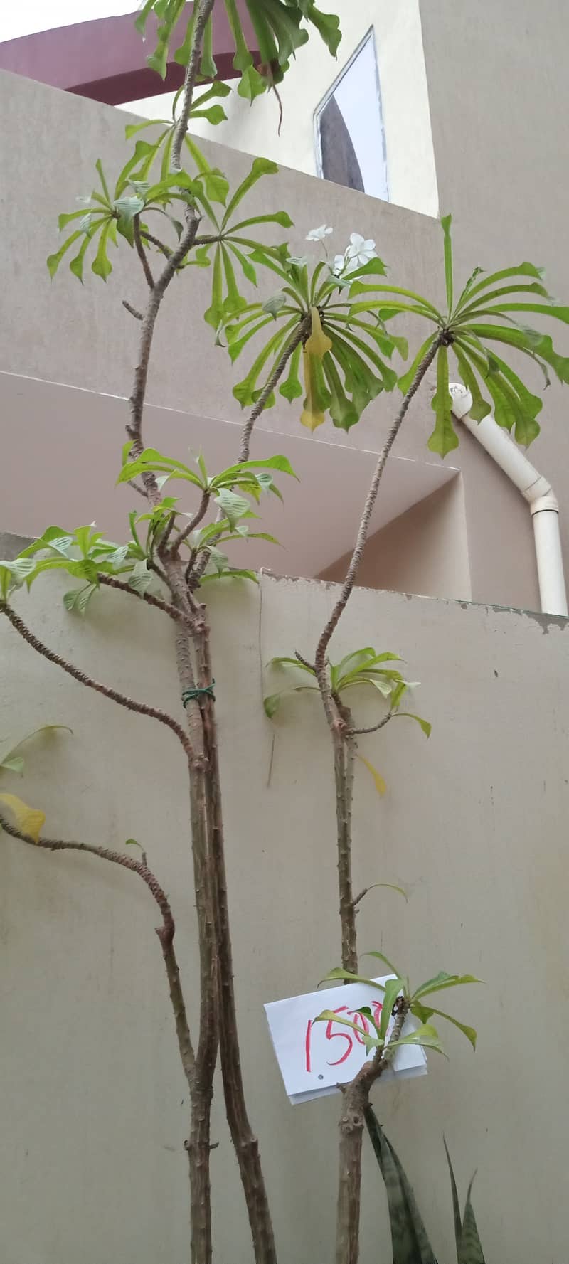 plants 11