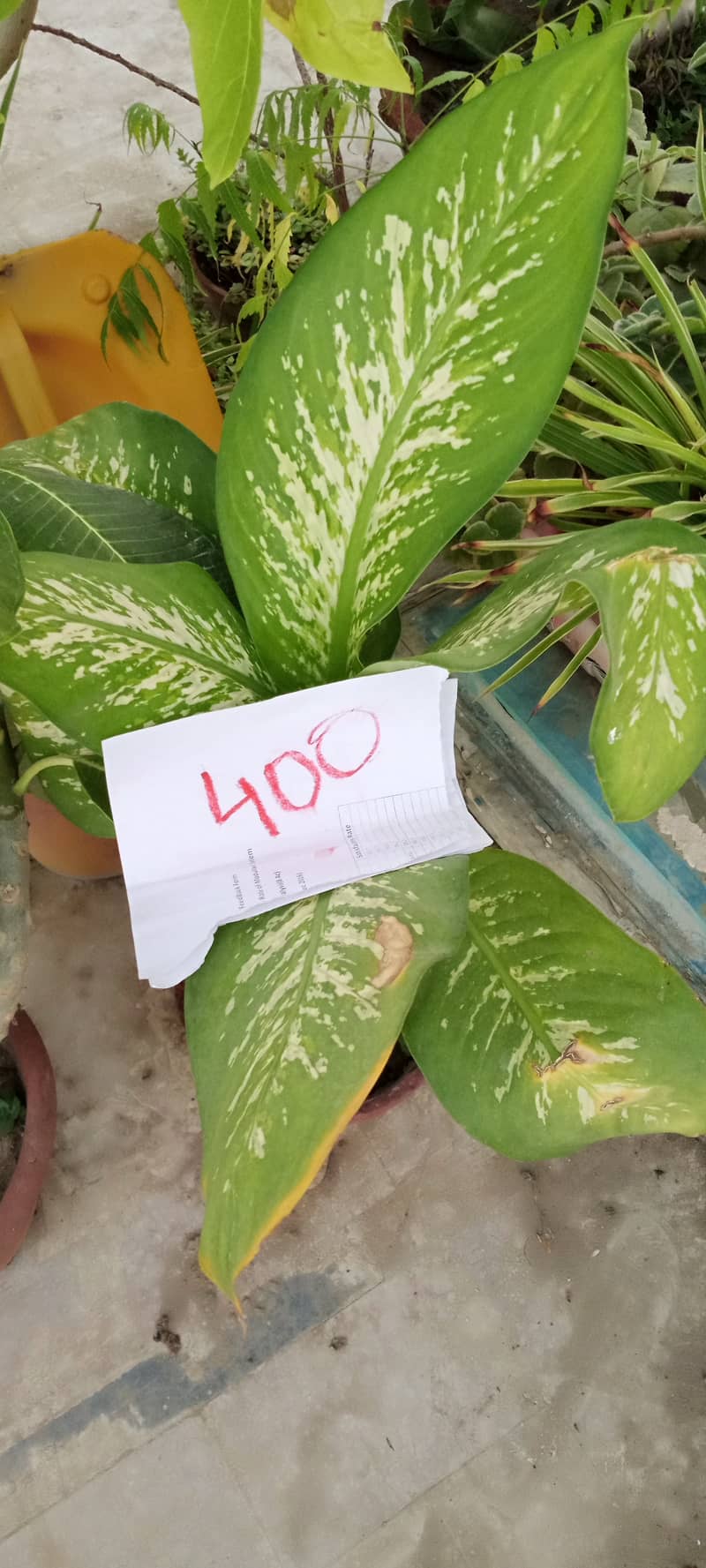 plants 12