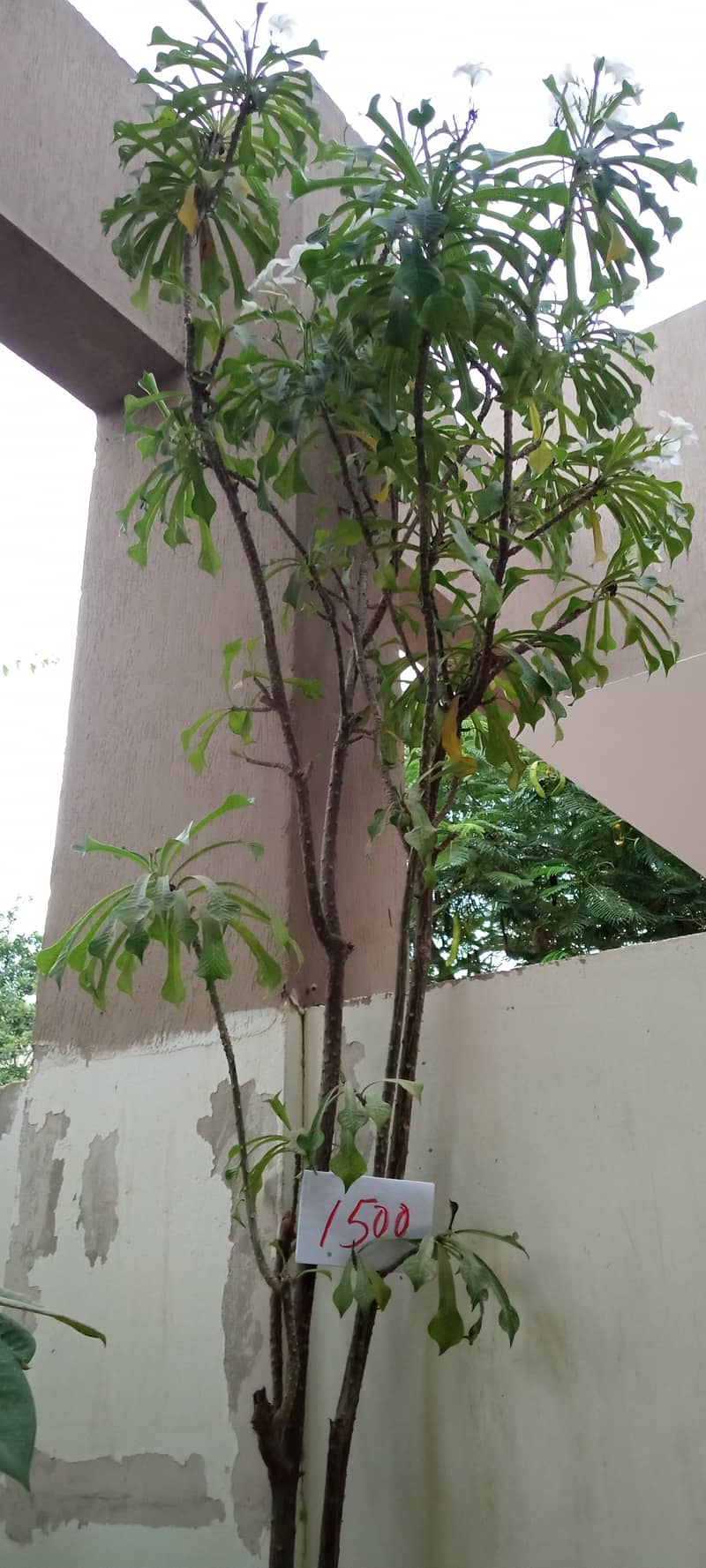 plants 13