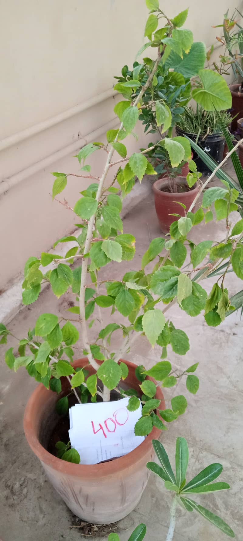 plants 14