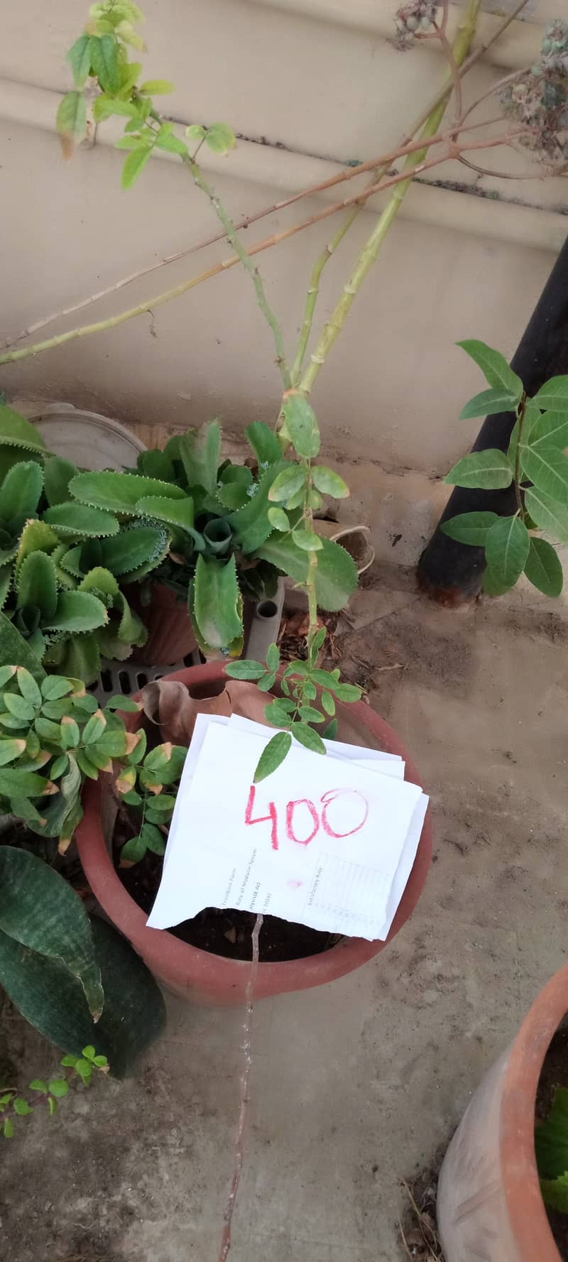 plants 15
