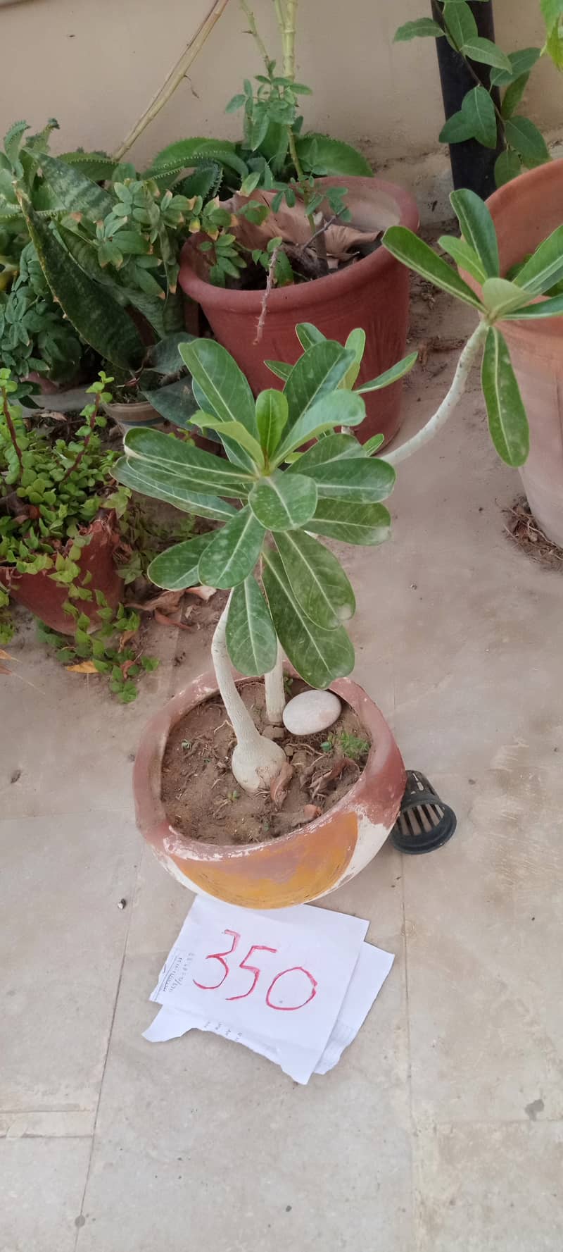 plants 16