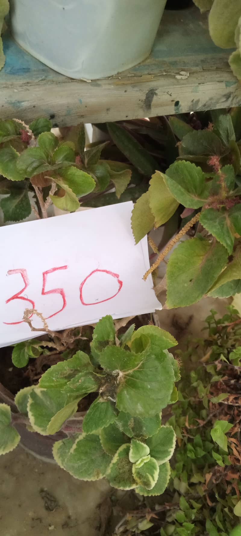 plants 18