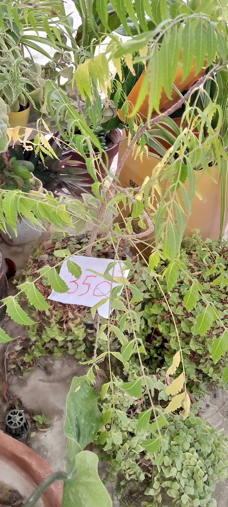 plants 19
