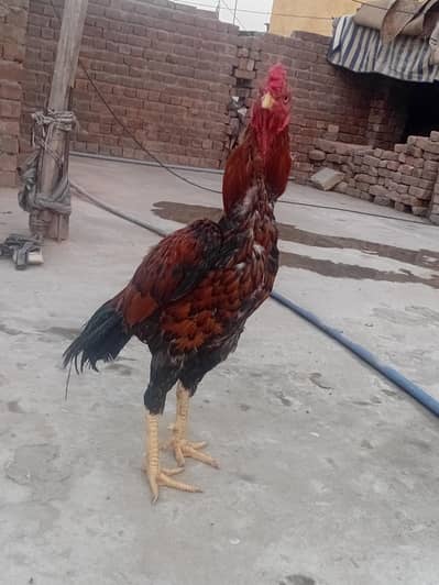 lakha aseel