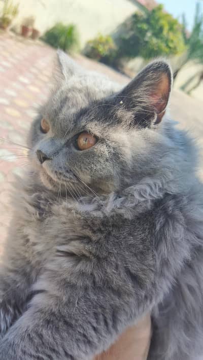 smokey gray/blue Persian male