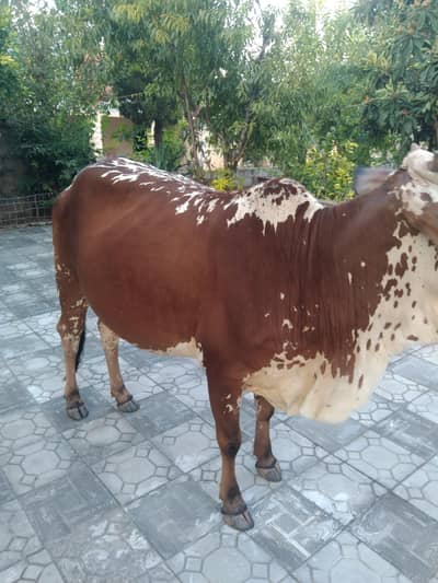 Werri for sale