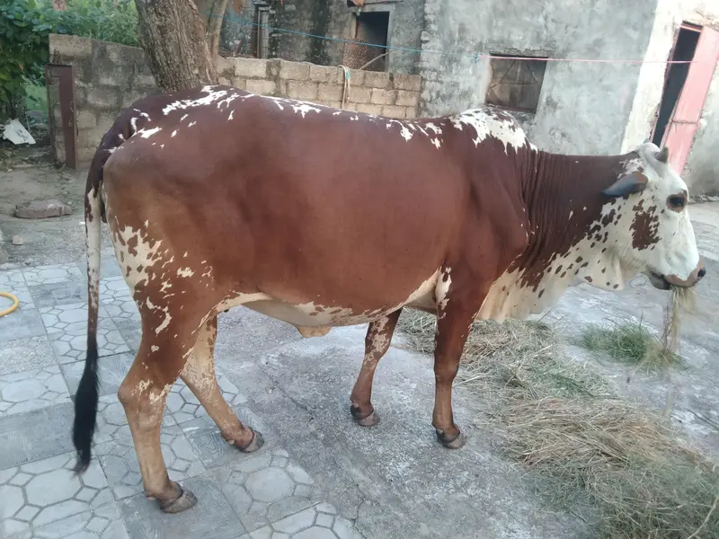 Werri for sale — photo 2
