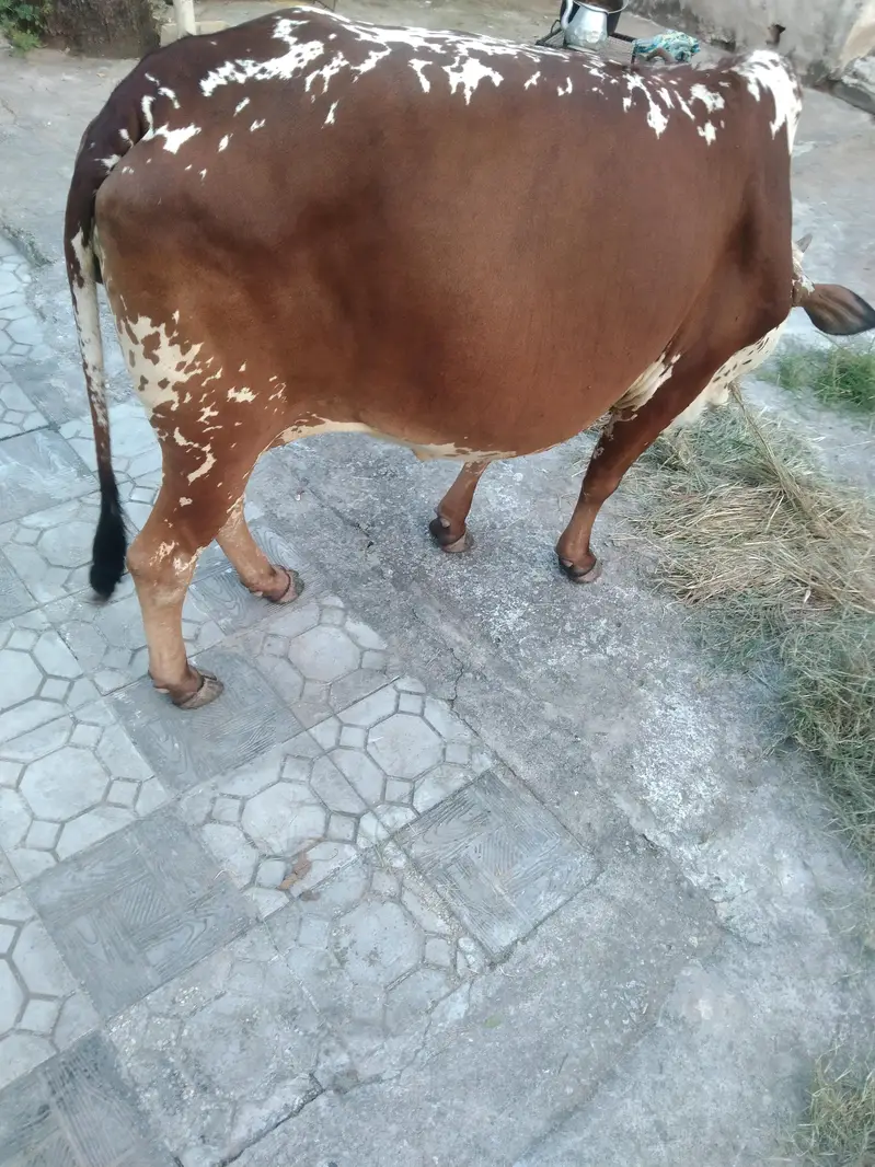 Werri for sale — photo 3