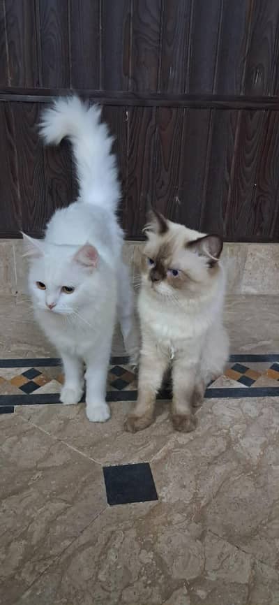Persian Cat Pair