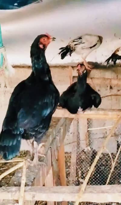 Lasani female for sale black murghi madi