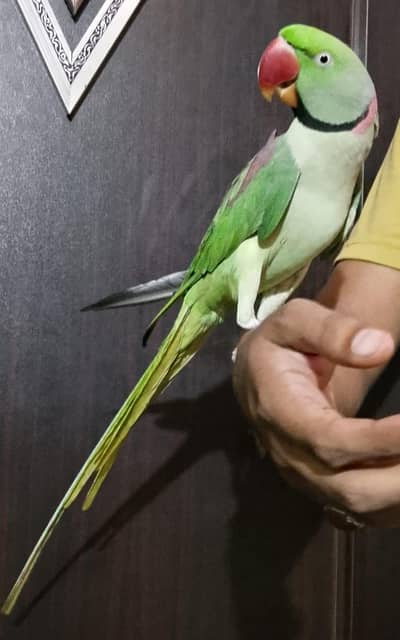 Raw male parrot