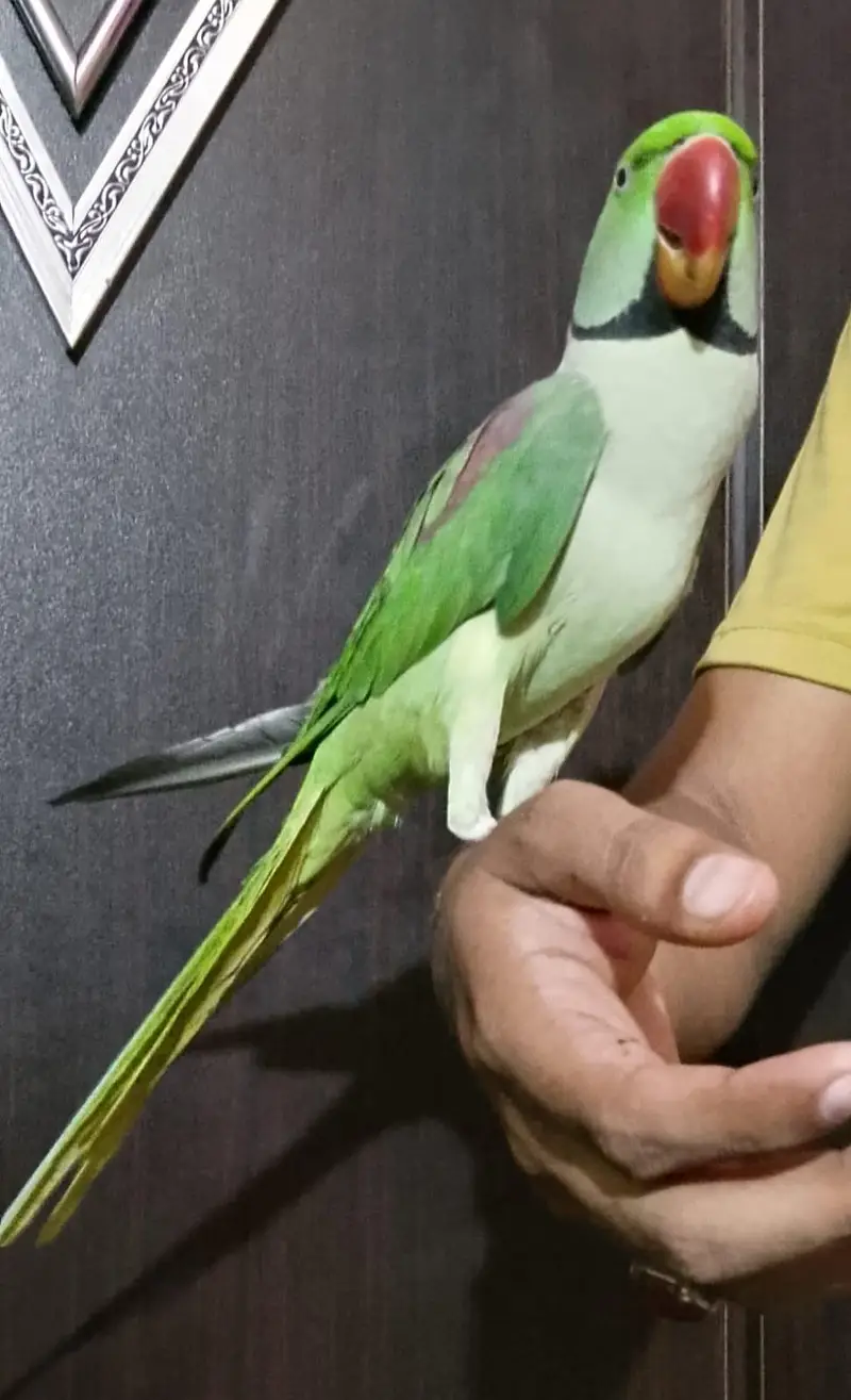 Raw male parrot — photo 2