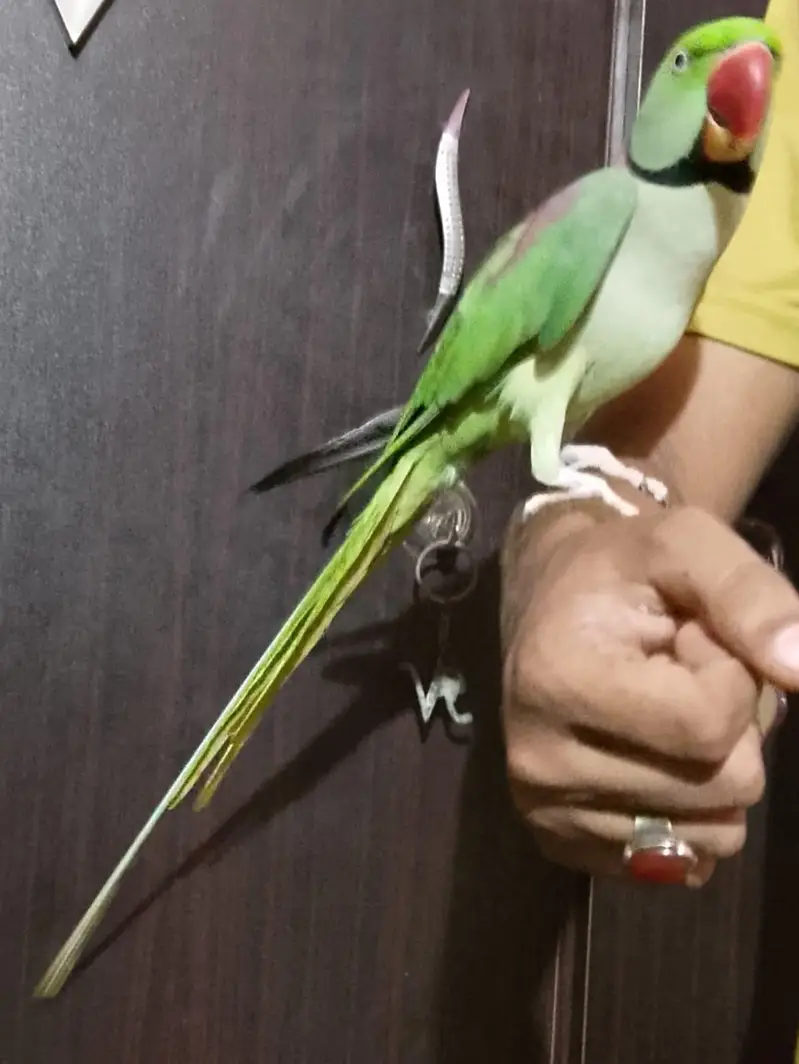 Raw male parrot — photo 3