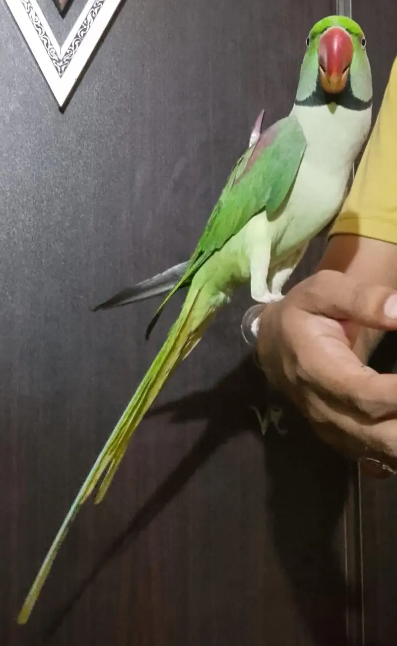 Raw male parrot — photo 4