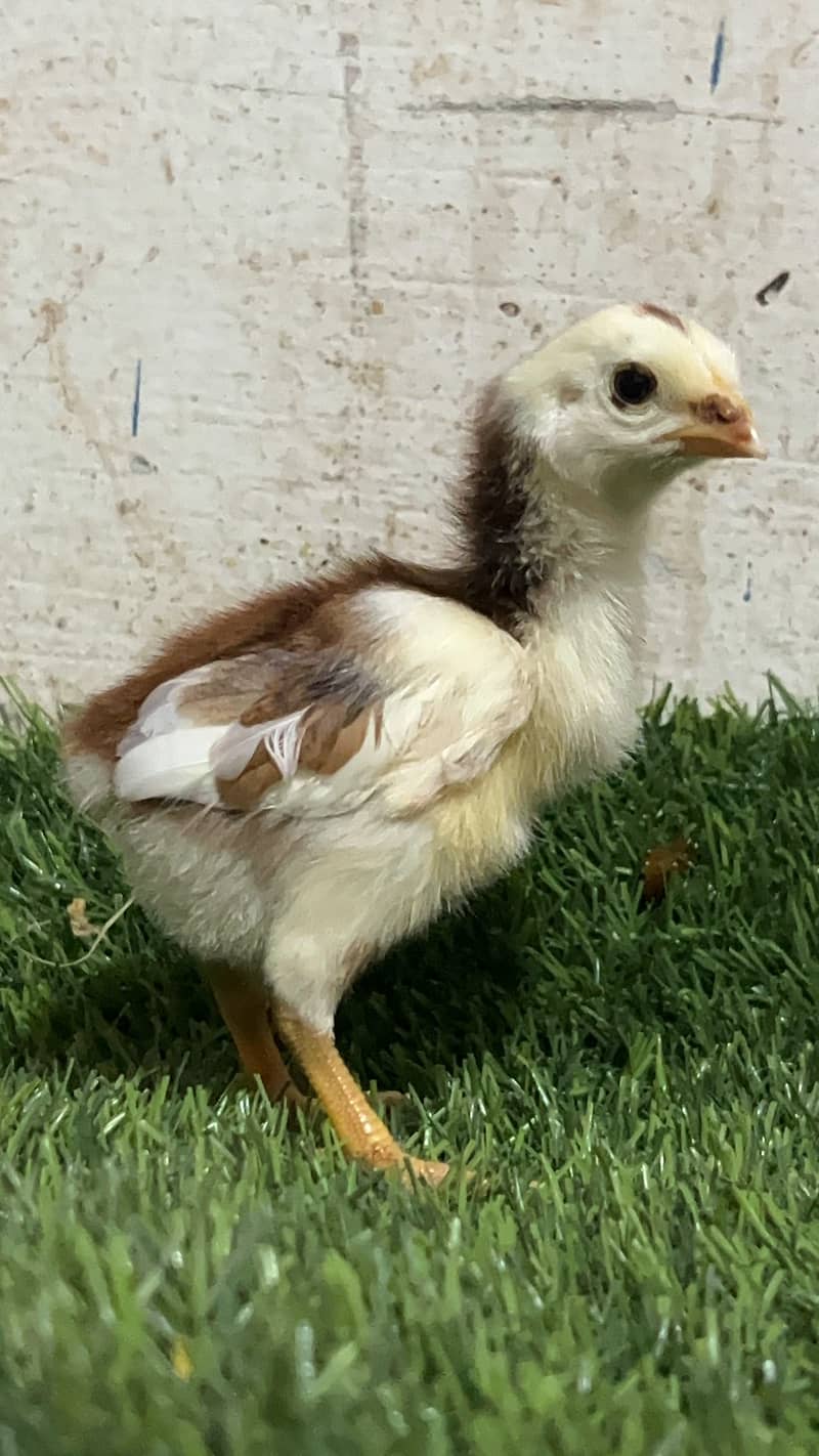 Aseel chicks 1