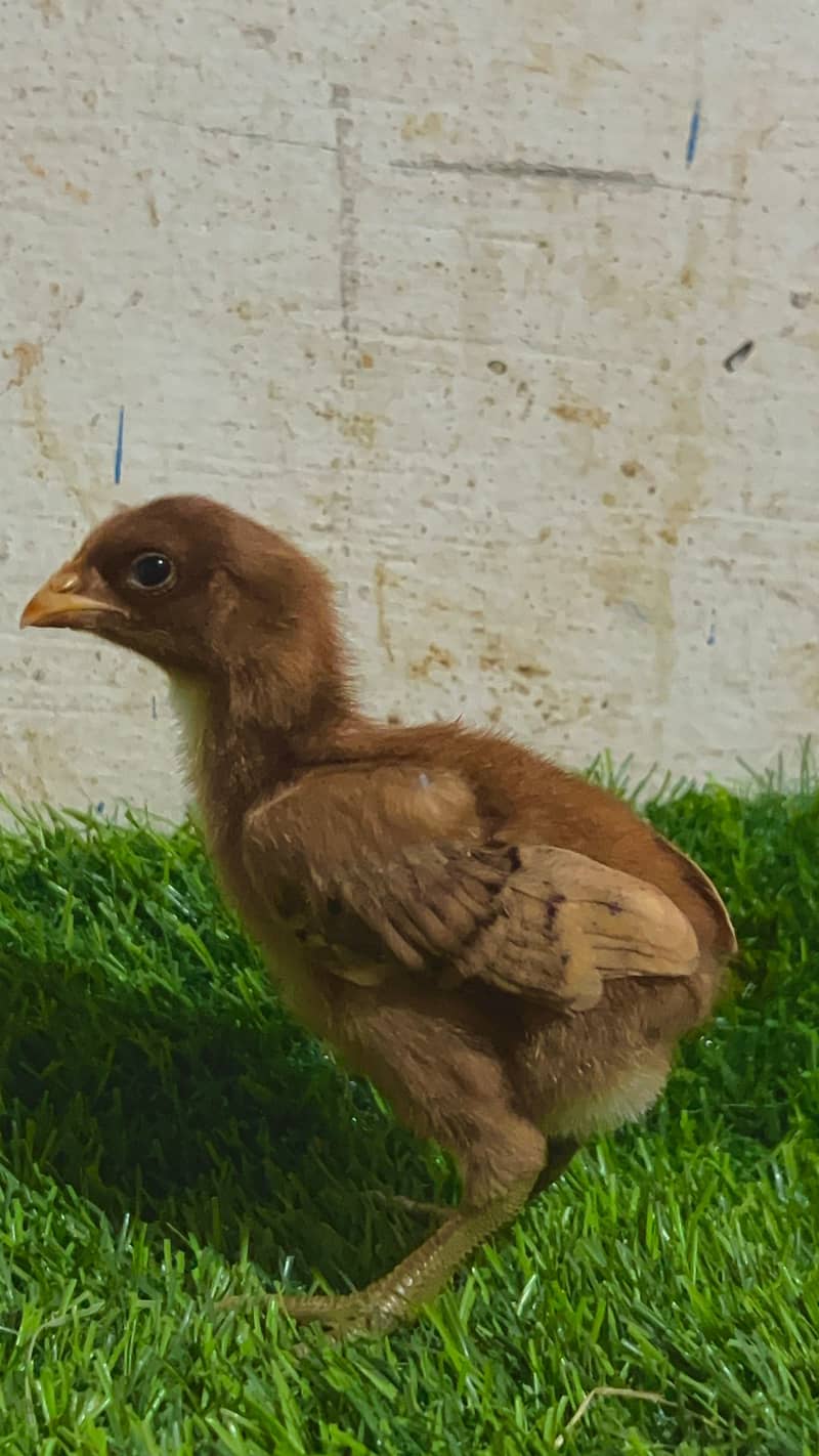 Aseel chicks 2