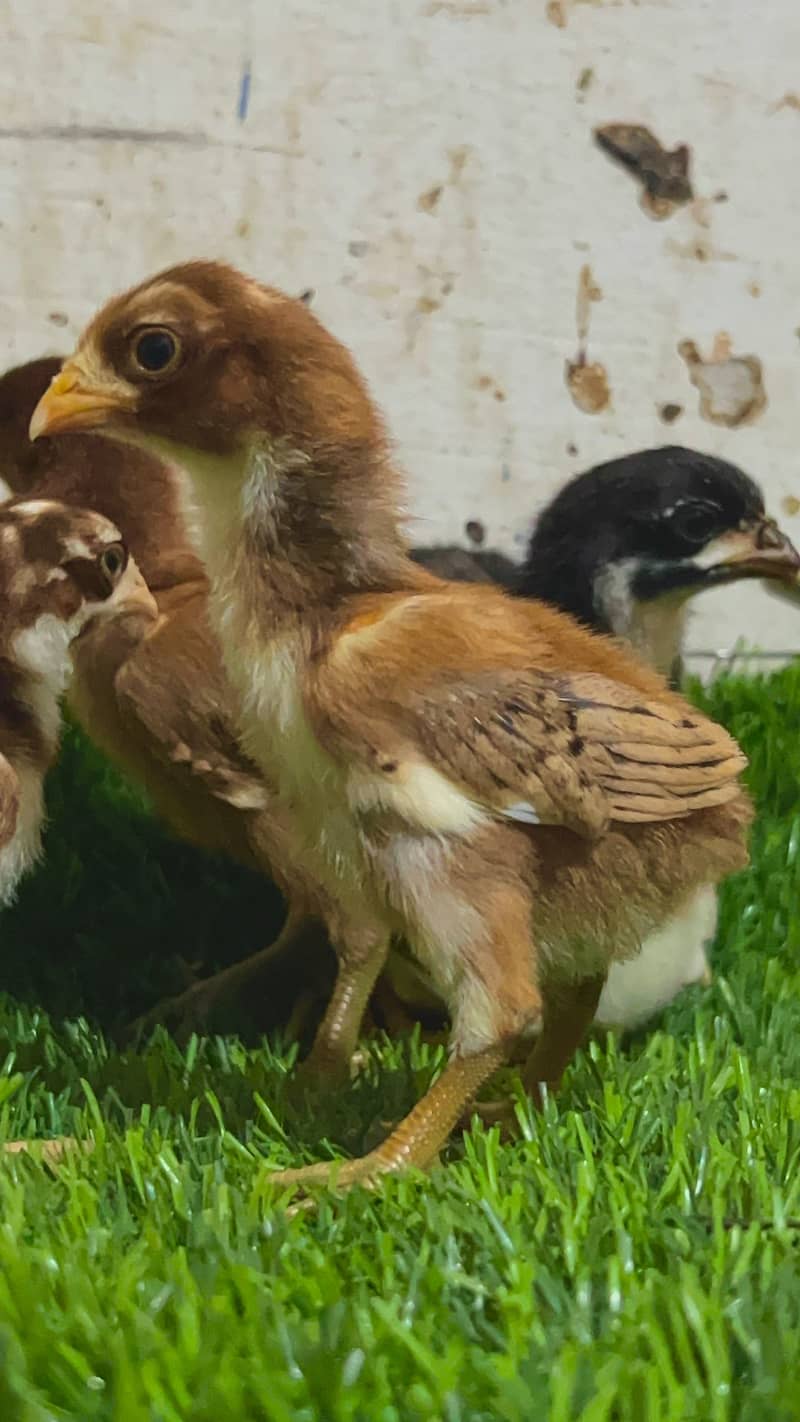 Aseel chicks 3