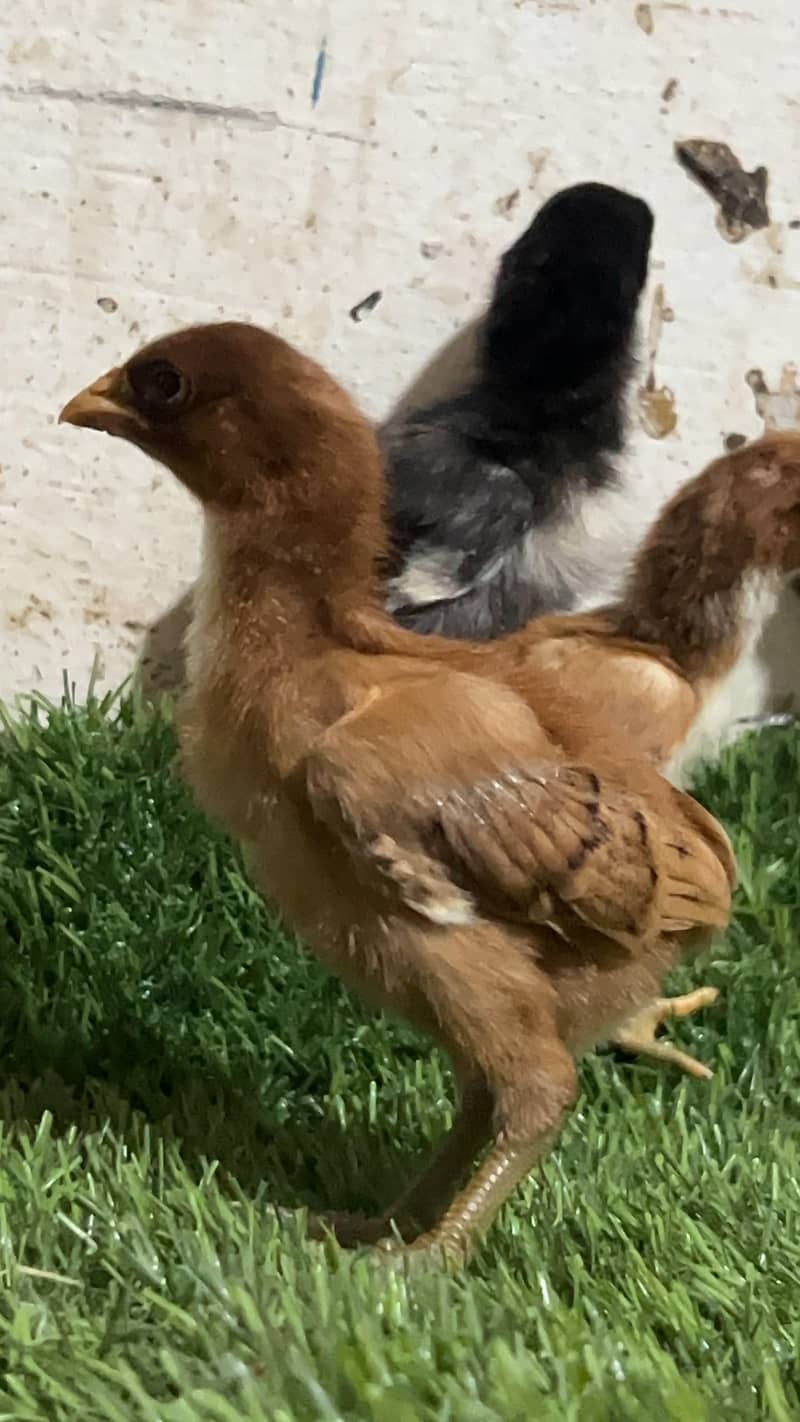 Aseel chicks 4