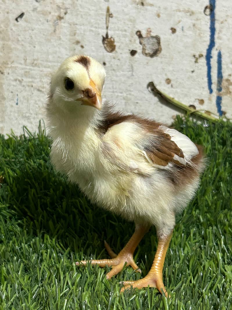 Aseel chicks 5