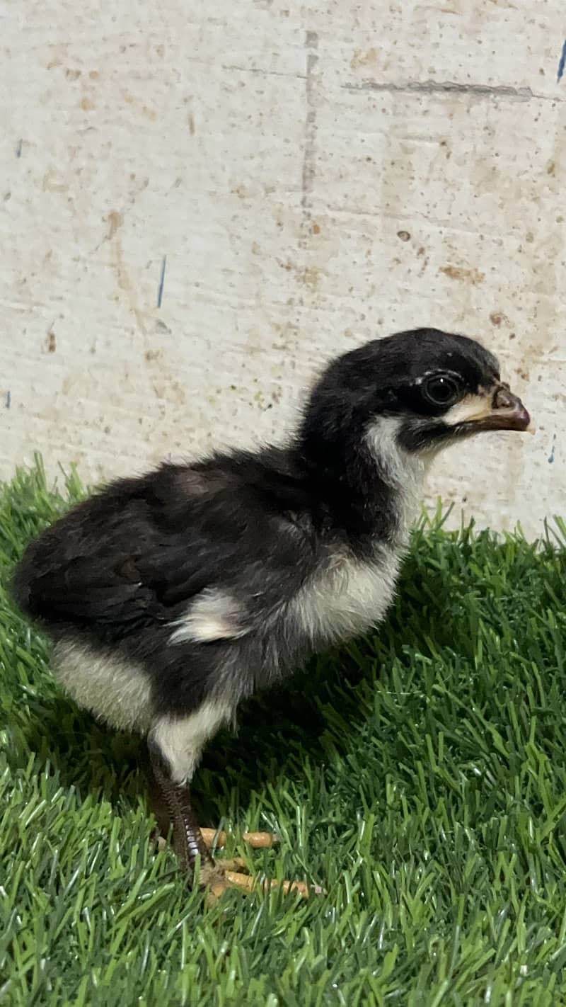 Aseel chicks 6