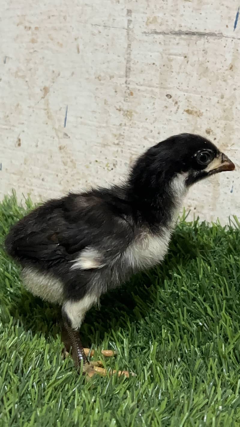 Aseel chicks 7