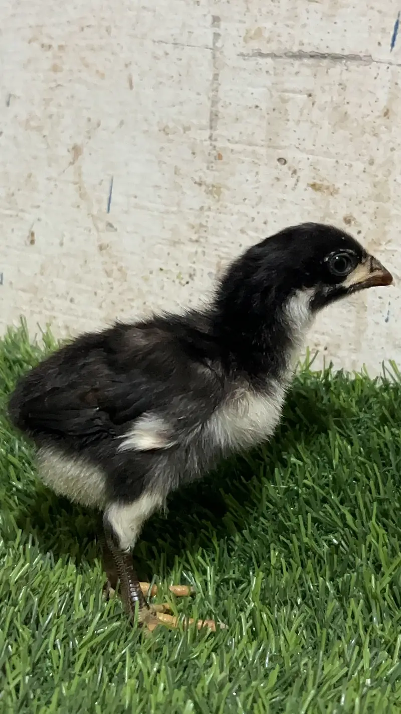 Aseel chicks — photo 8