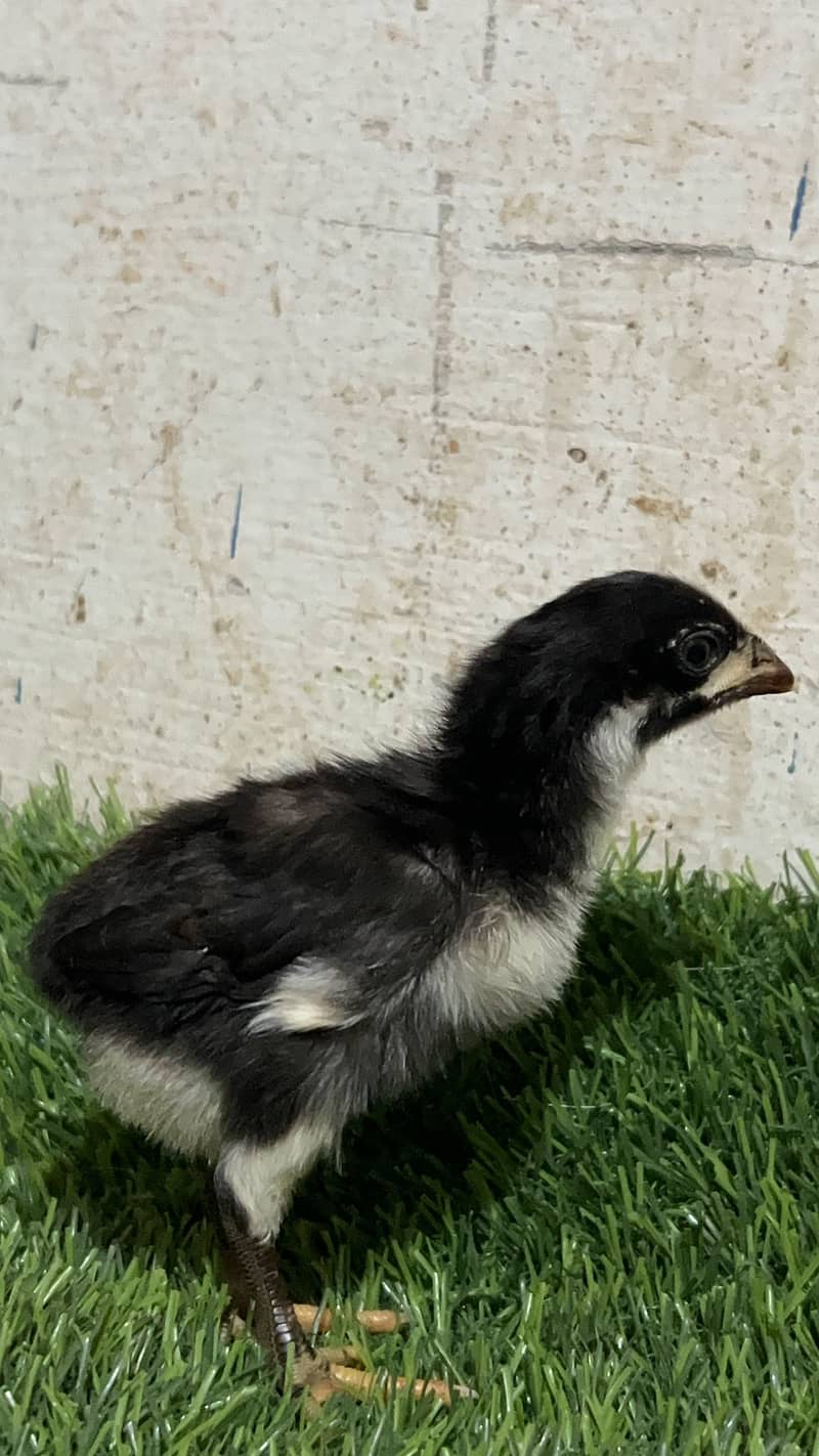 Aseel chicks 8