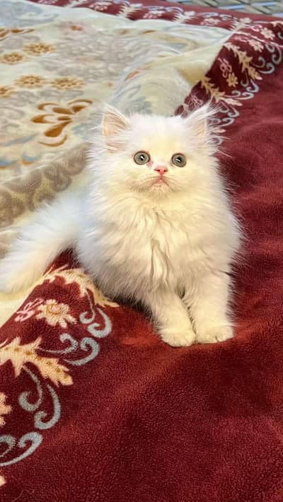 Persian cat vaccination 3 code mein potty train argent for sale