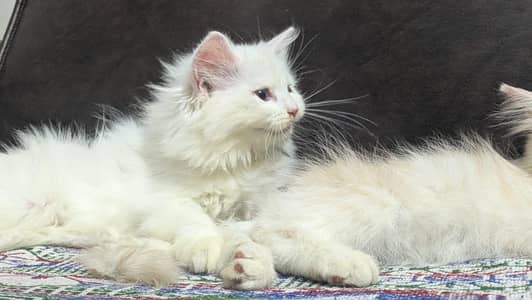 Persian kittens pair triple coated