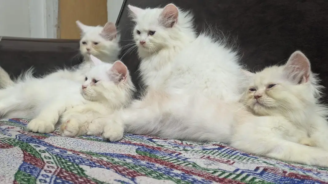 Persian kittens pair triple coated — photo 2