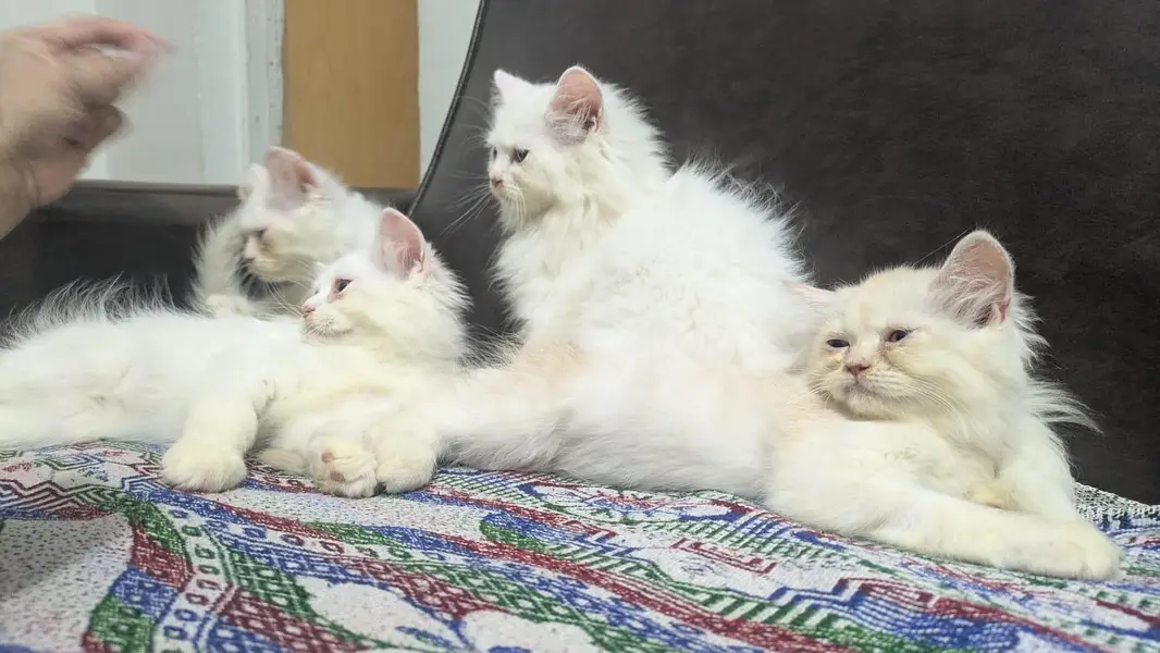 Persian kittens pair triple coated — photo 3