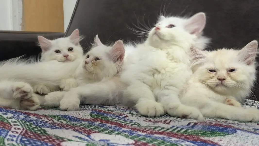 Persian kittens pair triple coated — photo 4