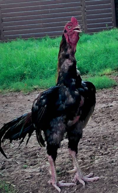 Hight quality lakha aseel murgha